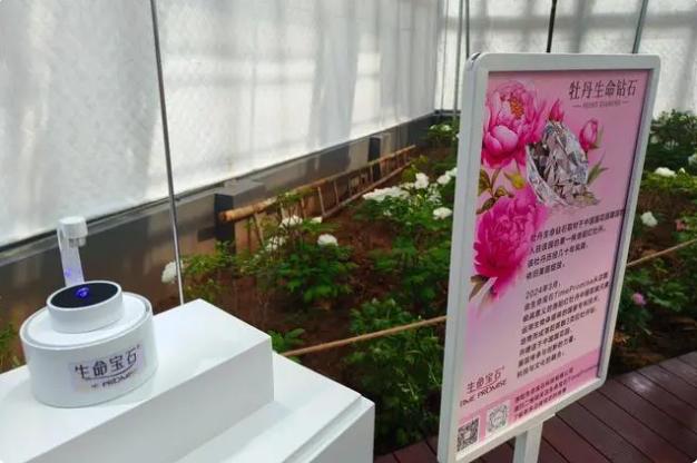 Peony Diamond exhibition display at China National Flower Garden showcasing the memorial diamond in presentation case