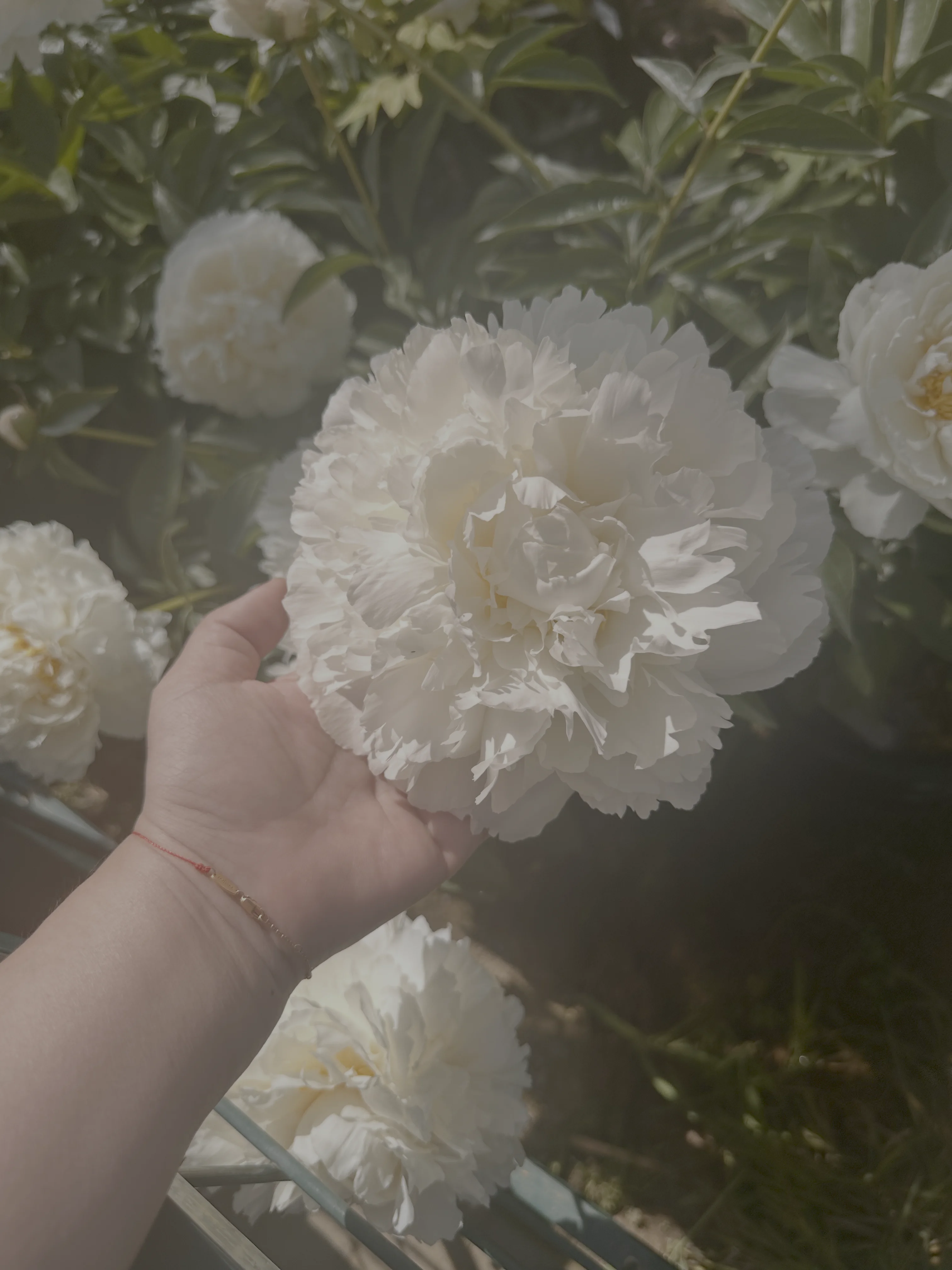Peony Diamond — botanical carbon memorial diamond showcase