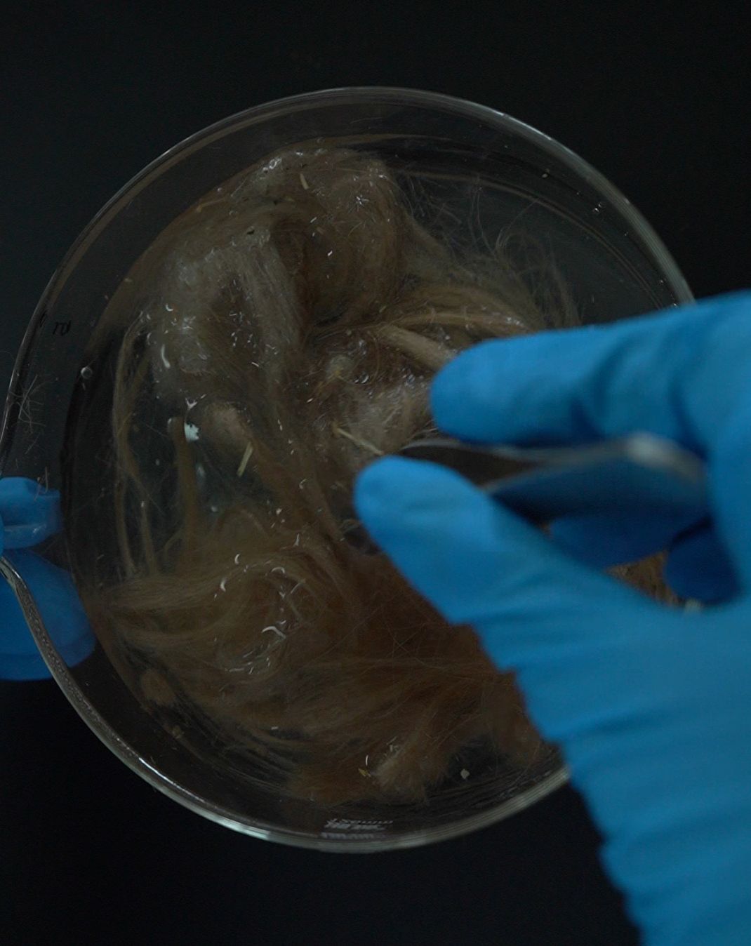 Camel wool sample in laboratory dish ready for carbon extraction