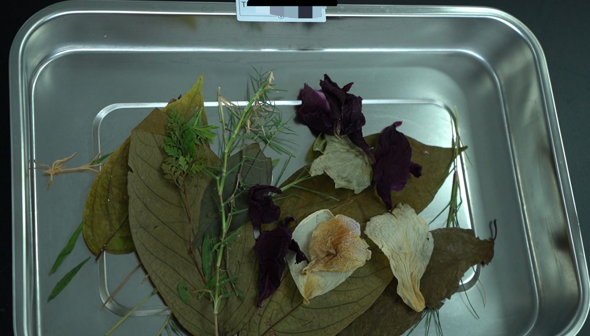 Dried flower samples arranged in tray for carbon extraction process