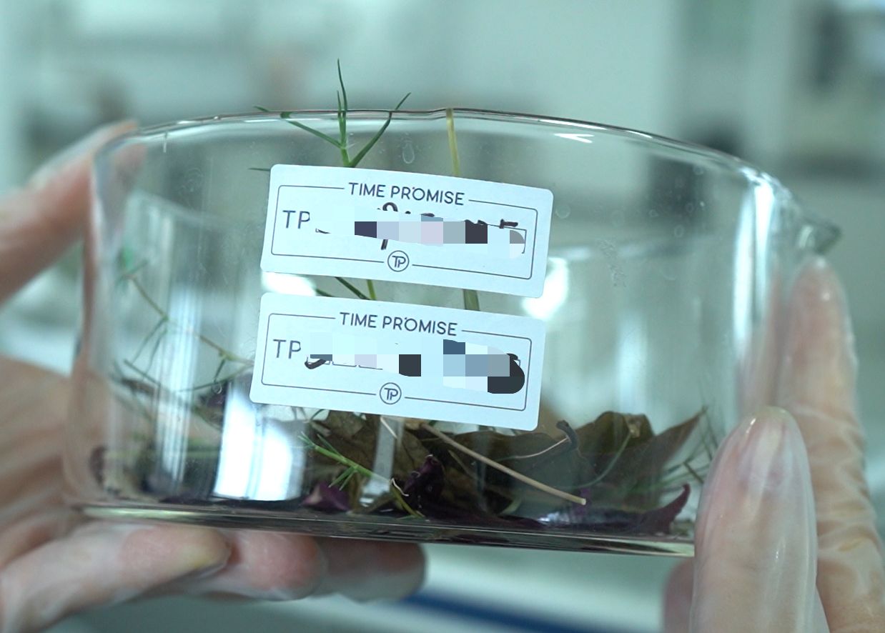 Labeled plant samples in laboratory dish with traceability coding