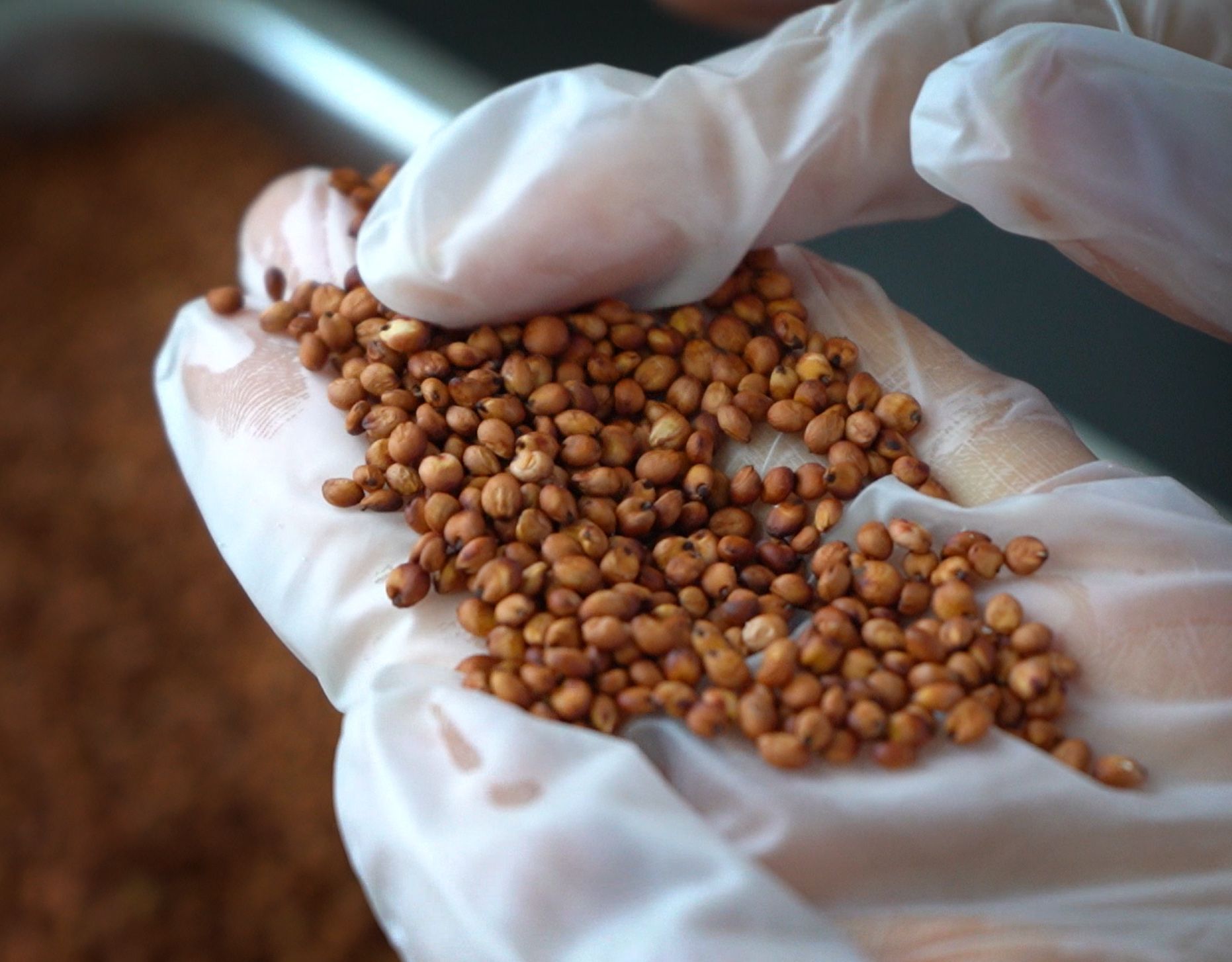 Red sorghum grains handled with gloves in laboratory setting for carbon preparation