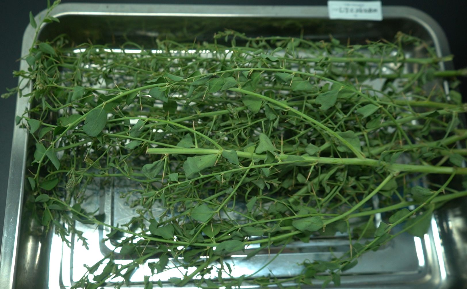 Camel thorn plant in desert environment — raw botanical carbon source