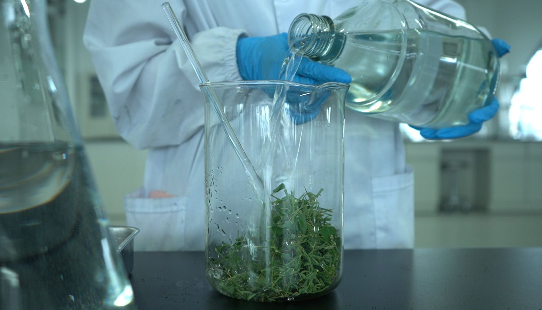 Chemical extraction process with plant leaves in laboratory beakers