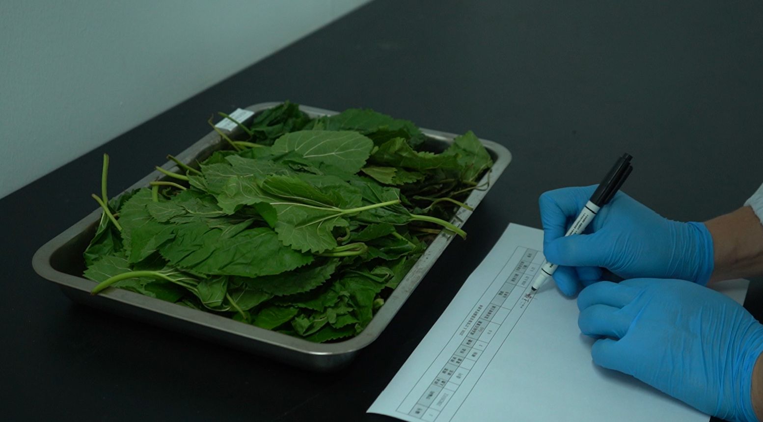 Mulberry leaves — soft plant fiber carbon source for memorial diamond