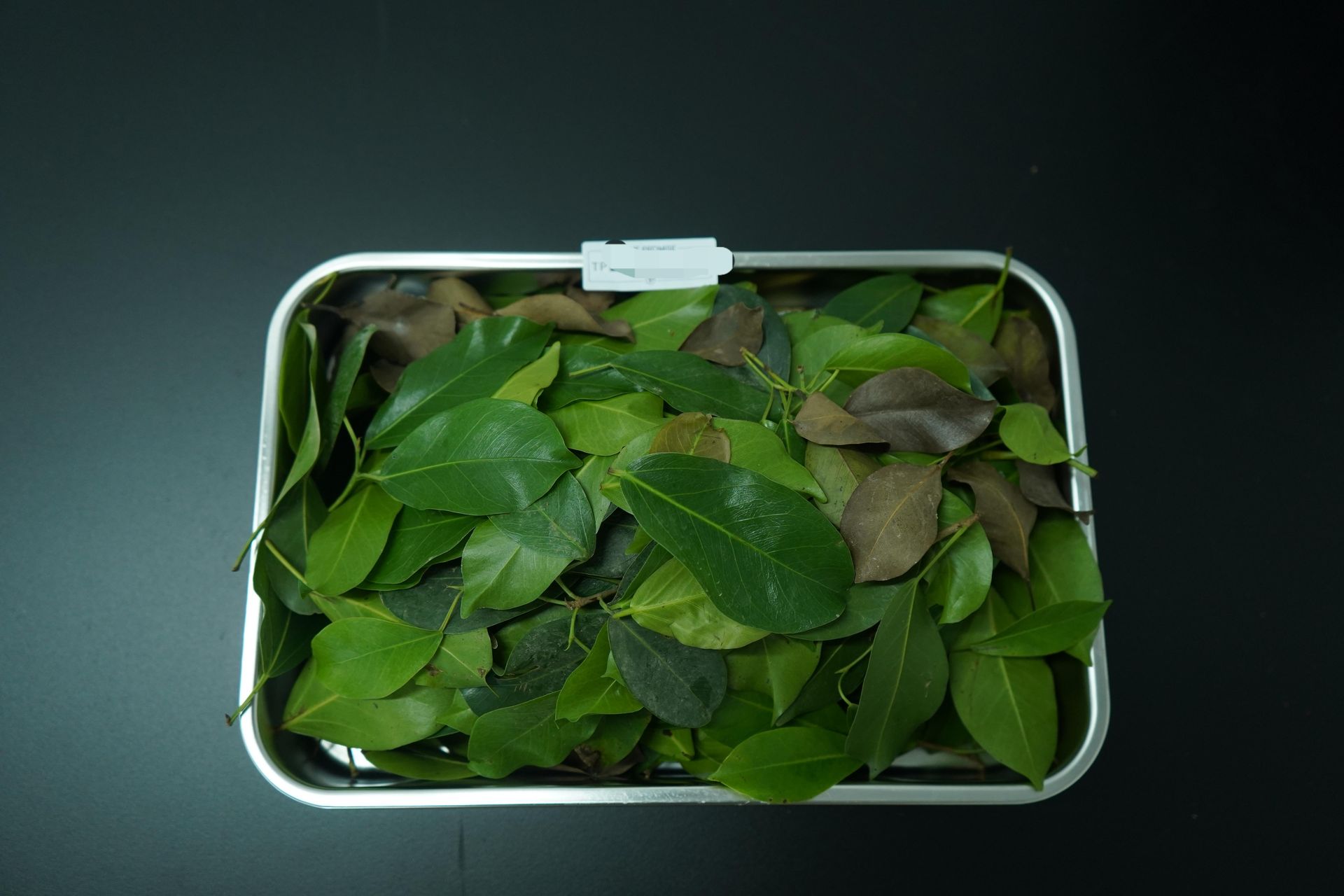 Banyan leaves arranged on a tray for drying and preparation