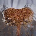 Moutai Diamond — red sorghum grains as carbon source